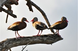 Black-bellied Whistling-Ducks On Branch