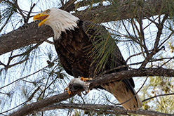 Bald Eagle in tree, Emerson Point, Palmetto, FL