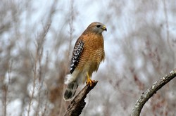 Red Shoulder Hawk, Hillsboro State Park, FL