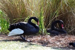 Black Swans, Morton Lake, Lakeland, FL