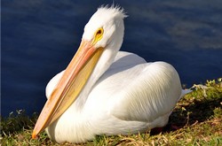 Great White Pelican Sitting