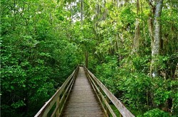 Bridge through trees